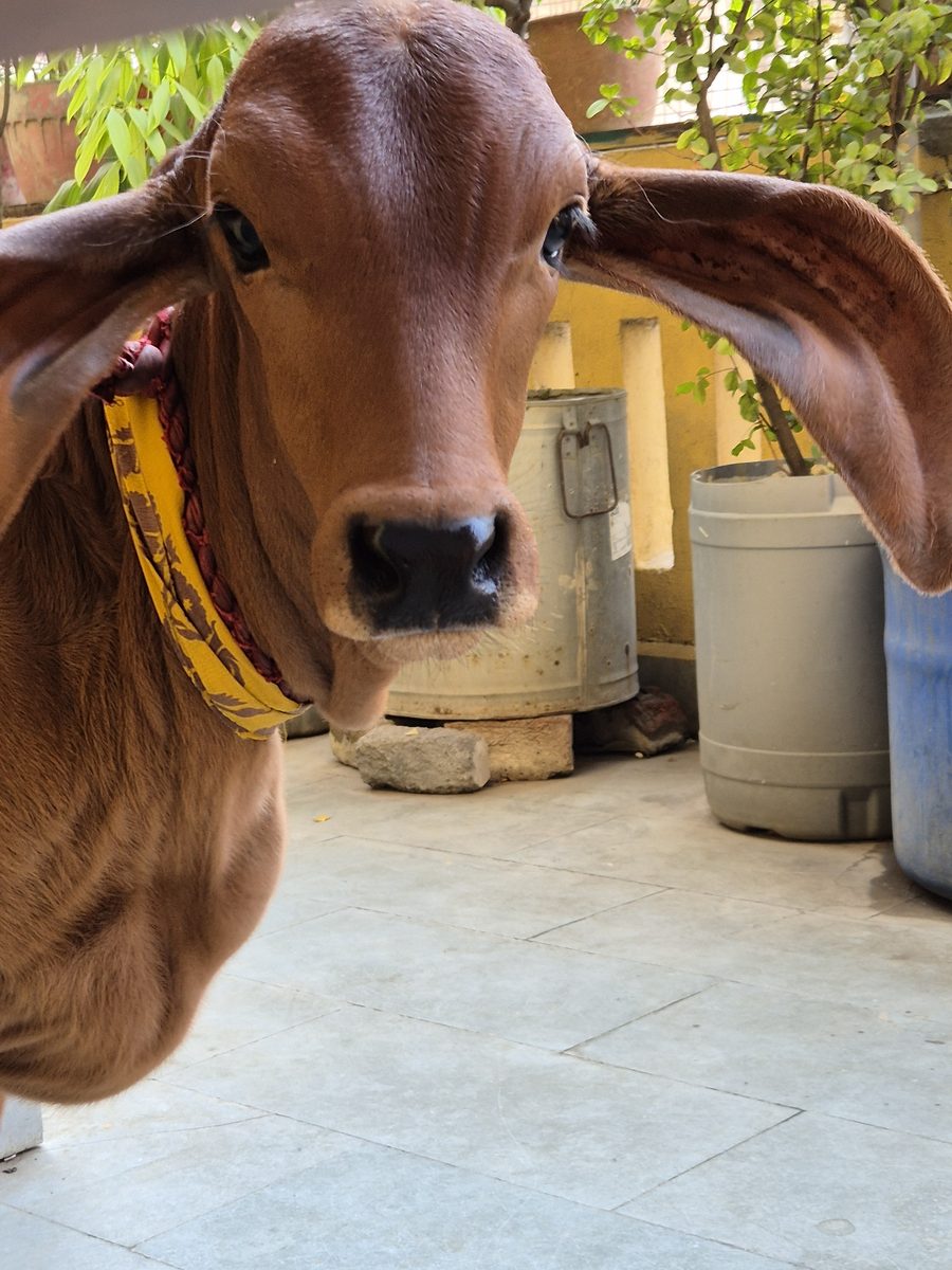 A curious cow looking at the camera in our home courtyard