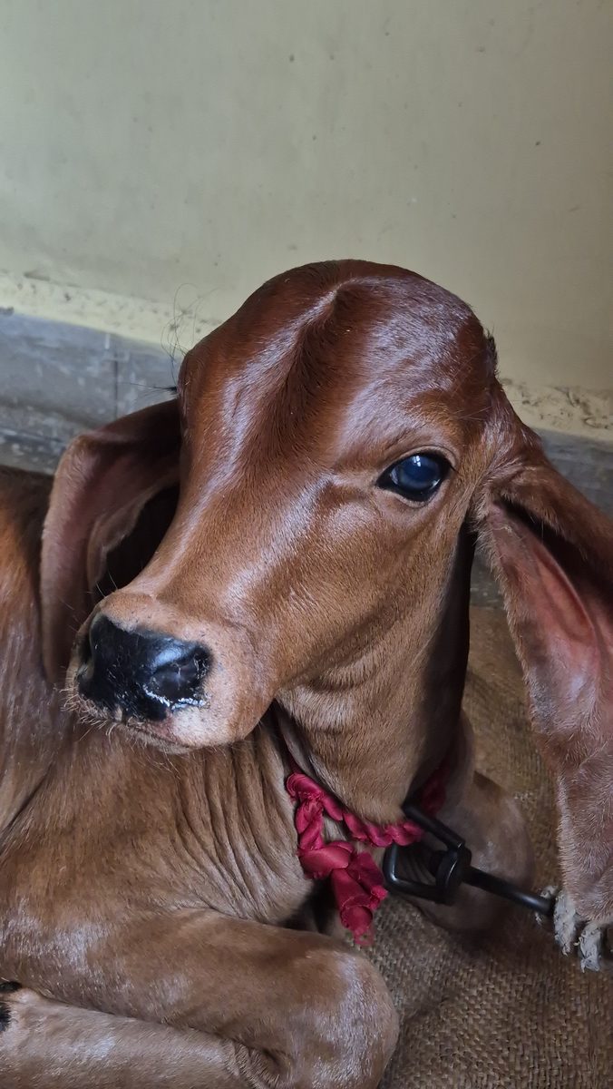 A brown calf resting with a gentle, bright-eyed expression