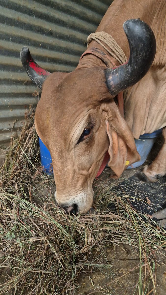 A cow eating fodder in our care