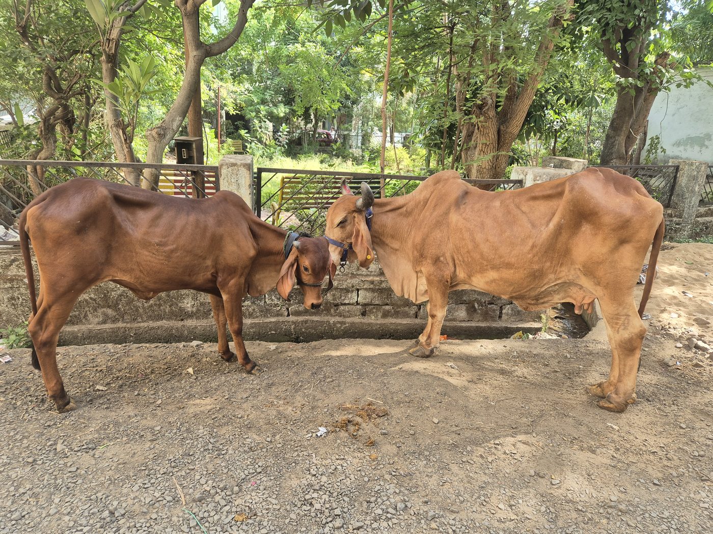 Two cows standing together under trees on our campus