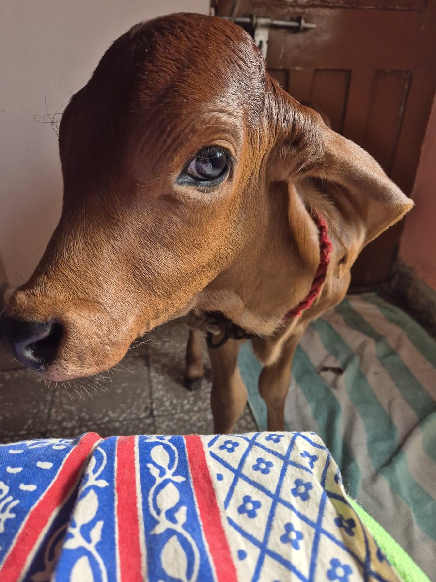 A calf beside a colourful blanket indoors