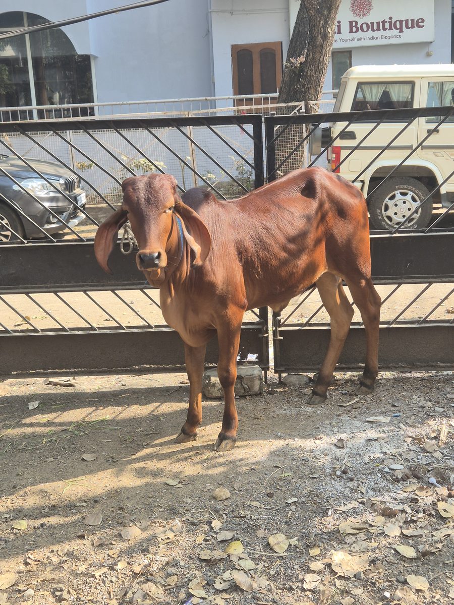 A young cow standing beside the courtyard gate in our neighbourhood